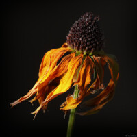 Verwelkte Blüte Blume Melancholie Tristesse Ruhe Stillleben Dresden Heidenau Striesen Loschwitz Radebeul