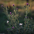 Hochzeitsfotograf Blüte Blume Distel Abendsonne Vesta