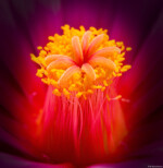 Thelocactus bicolor Pflanzen Fotograf Kunst Dresden Löbtau Blasewitz