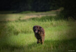 Fotograf Tiere Wiese Hund Sommer Brautpaarfoto