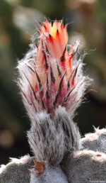 Astrophytum coahuilense SB 1474 Lerdo Kaktus Hochzeitsfotografie