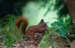 Hochzeitsfotografie Eichhörnchen Sommer Fotograf Pirna