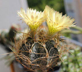 kikko caput medusae myriostigma Dresden hanazono Astro asterias kitsoku fukuryu Astrophytum ornatum