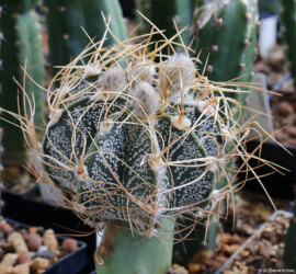 kitsoku caput medusae hakuun super kabuto Kaktus Fotograf ornatum Astro senile onzuka niveum Astrophytum