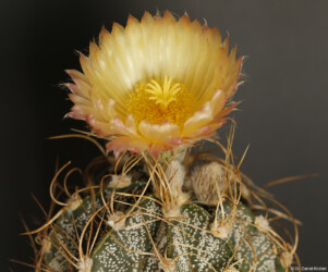 variegat asterias caput medusae hanazono kikko Kaktus Astro Dresden hakuun Blüte Fotograf senile