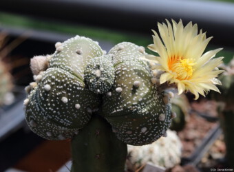 Astrophytum Kaktus kitsoku hybrid Dresden super kabuto Blüte ornatum Fotograf kikko myriostigma coahuilense