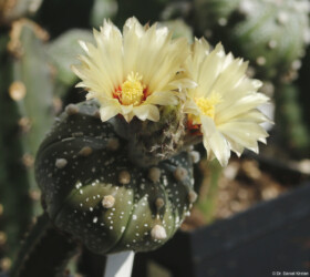 asterias Astro Blüte niveum hybrid hanazono myriostigma caput medusae fukuryu onzuka capricorne