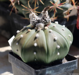 Dresden Fotograf variegat kitsoku Blüte kikko myriostigma super kabuto hybrid Kaktus Astrophytum onzuka