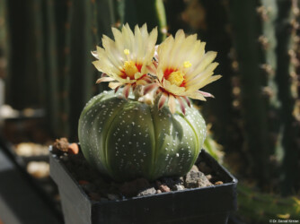 Blüte Dresden kikko fukuryu hybrid coahuilense kitsoku Fotograf capricorne Kaktus myriostigma asterias