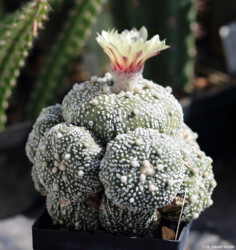 Astrophytum hybrid kitsoku capricorne hakuun niveum Kaktus Astro onzuka myriostigma fukuryu Blüte