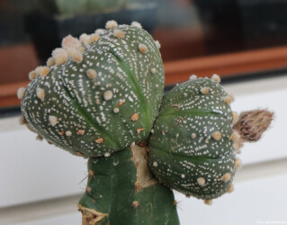 Blüte kitsoku Fotograf asterias Kaktus coahuilense super kabuto ornatum kikko Astro hybrid caput medusae