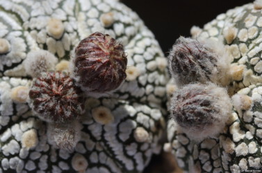 Dresden kitsoku Fotograf variegat coahuilense crassispinum asterias Astrophytum hanazono niveum