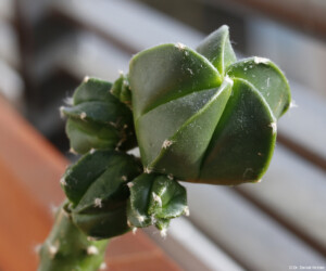 hybrid senile onzuka hakuun Dresden caput medusae variegat Astrophytum coahuilense hanazono Astro