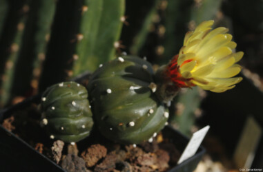 kitsoku Astro fukuryu caput medusae senile crassispinum hybrid ornatum super kabuto coahuilense hakuun