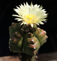 onzuka fukuryu Kaktus super kabuto asterias Dresden Astrophytum hanazono coahuilense caput medusae