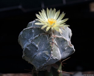asterias caput medusae Dresden Blüte Kaktus kikko fukuryu kitsoku hanazono onzuka niveum super kabuto