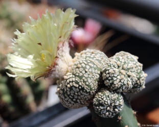 variegat coahuilense onzuka capricorne Astrophytum caput medusae hybrid crassispinum Fotograf Blüte