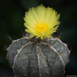 coahuilense ornatum senile caput medusae hanazono capricorne Astro kikko myriostigma onzuka Astrophytum