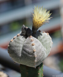 asterias caput medusae hakuun Kaktus Astro variegat kitsoku Blüte ornatum hanazono myriostigma Astrophytum Fotograf
