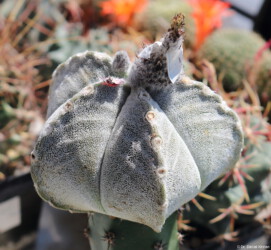 onzuka Astro fukuryu super kabuto variegat kitsoku myriostigma asterias hybrid crassispinum niveum Kaktus