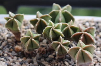 ornatum crassispinum Dresden fukuryu myriostigma hybrid niveum kikko hanazono hakuun Blüte kitsoku