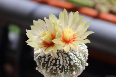Fotograf kitsoku caput medusae Astro Dresden Astrophytum super kabuto coahuilense myriostigma hybrid
