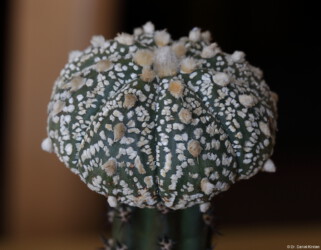super kabuto Blüte hybrid hakuun variegat kitsoku onzuka kikko Astrophytum ornatum capricorne fukuryu