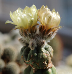 fukuryu kikko hanazono myriostigma crassispinum caput medusae hakuun Fotograf kitsoku Blüte