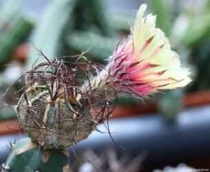 asterias senile kitsoku crassispinum variegat kikko Astrophytum ornatum fukuryu capricorne Astro onzuka
