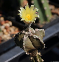 Fotograf hybrid Kaktus Astrophytum Astro fukuryu hakuun myriostigma onzuka Dresden caput medusae