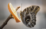 Fotograf Tiere Schmetterling Makro Apselsine Hochzeit