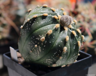 hakuun variegat onzuka kitsoku Dresden ornatum Fotograf Astro asterias caput medusae Blüte myriostigma