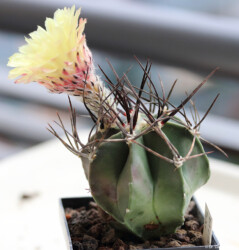 coahuilense capricorne myriostigma kikko hanazono niveum Astro Dresden caput medusae Astrophytum senile