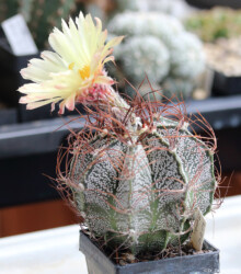 fukuryu Kaktus caput medusae Fotograf hakuun coahuilense senile onzuka Dresden hanazono Astrophytum