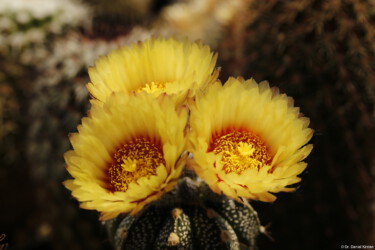 variegat coahuilense niveum Astro Blüte myriostigma fukuryu hanazono kikko hybrid ornatum kitsoku