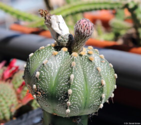 myriostigma onzuka super kabuto kikko kitsoku Astro Fotograf ornatum variegat coahuilense senile niveum