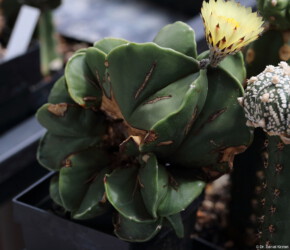 Fotograf asterias Blüte variegat hybrid super kabuto kikko senile Astro fukuryu kitsoku Dresden niveum
