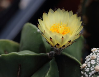 caput medusae kikko Astrophytum variegat niveum capricorne myriostigma hybrid fukuryu Fotograf super kabuto
