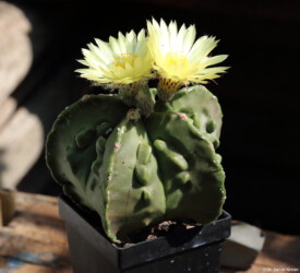 senile super kabuto Dresden Astro ornatum Fotograf coahuilense onzuka hanazono Astrophytum hakuun