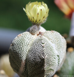 kikko Kaktus Blüte ornatum Fotograf coahuilense capricorne caput medusae super kabuto hybrid hanazono