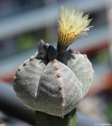 onzuka Astro kitsoku crassispinum Kaktus ornatum asterias Astrophytum hanazono coahuilense myriostigma