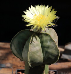 ornatum Fotograf fukuryu variegat caput medusae capricorne hakuun Astrophytum Blüte niveum