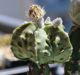 Dresden caput medusae coahuilense myriostigma Kaktus Astrophytum hybrid niveum capricorne variegat