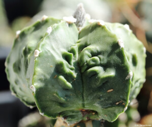 Blüte crassispinum capricorne onzuka ornatum fukuryu asterias myriostigma kitsoku hanazono Dresden