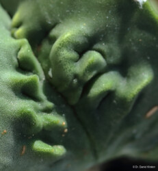 senile Astrophytum onzuka capricorne ornatum myriostigma coahuilense Astro hanazono super kabuto