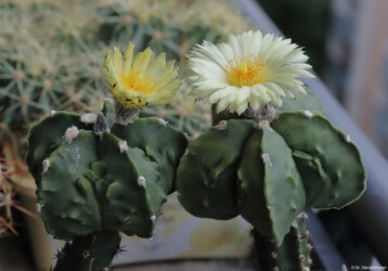 hakuun Fotograf niveum coahuilense crassispinum hybrid hanazono kikko Astro asterias senile super