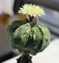 variegat hanazono Blüte asterias caput medusae coahuilense hakuun super kabuto Astrophytum Astro senile
