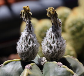 senile asterias variegat ornatum fukuryu hakuun kikko hanazono onzuka niveum Blüte crassispinum Dresden