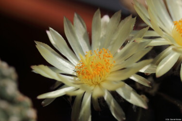 caput medusae Fotograf capricorne niveum Astro hakuun hanazono senile variegat Astrophytum crassispinum