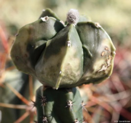 senile Dresden myriostigma coahuilense Blüte Kaktus hakuun hybrid fukuryu Astrophytum variegat caput medusae